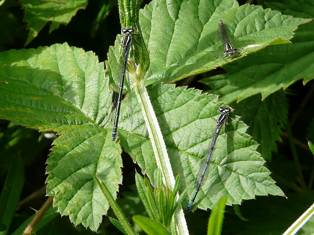 Azure Male and Female