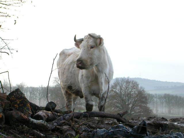 Bull de son prénon