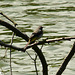 Grey Wagtail Male