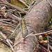 Black-tailed Skimmer -Female