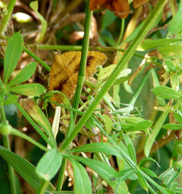 Yellow Shell Moth