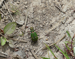 Green Tiger Beetle