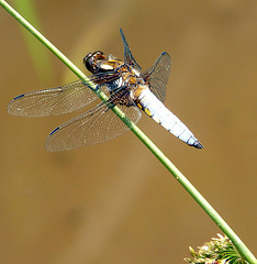 Broad-Bodied Chaser -Male Top