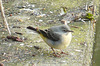 Grey Wagtail Female