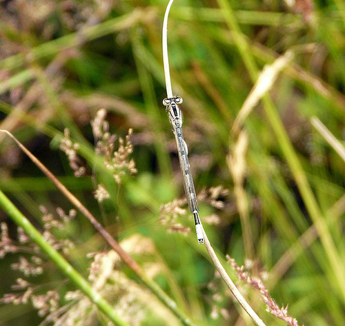 Common Blue Damselfly -Female