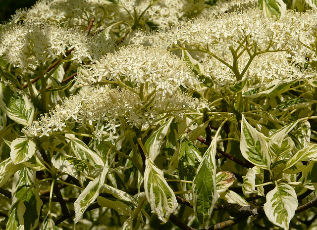 Variegata Lovelyness Variegata Lovelyness