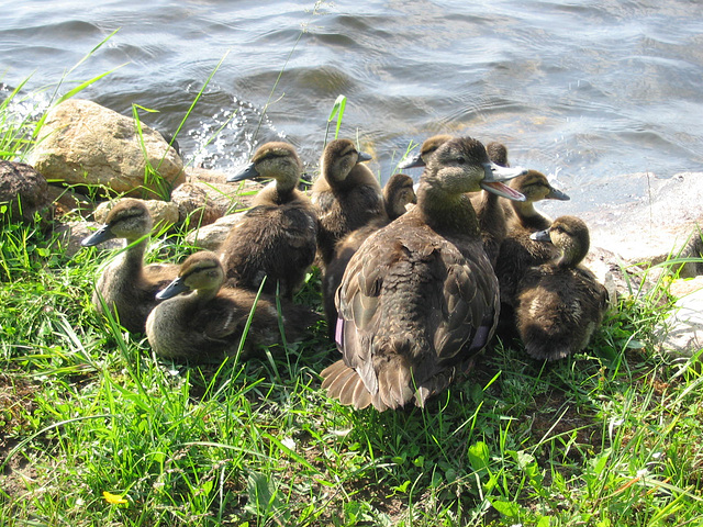 les canards..25 juin 003