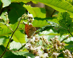 Silver Washed Fritillary