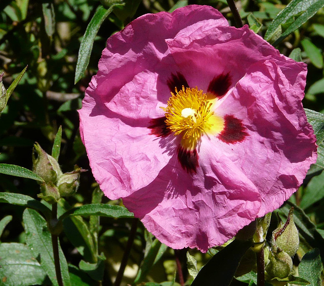 Cistus