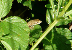 Common Lizard Young 2
