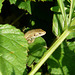 Common Lizard Young 2