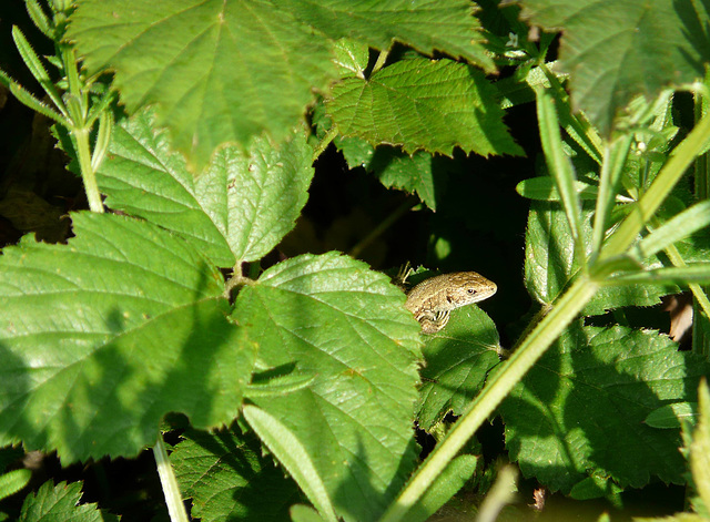 Common Lizard Young 1