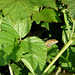 Common Lizard Young 1