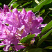 Lavendar Rhododendron