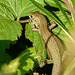 Common Lizard Young 4