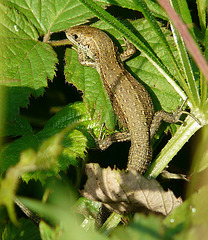 Common Lizard Young 5