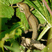 Common Lizard Young 5