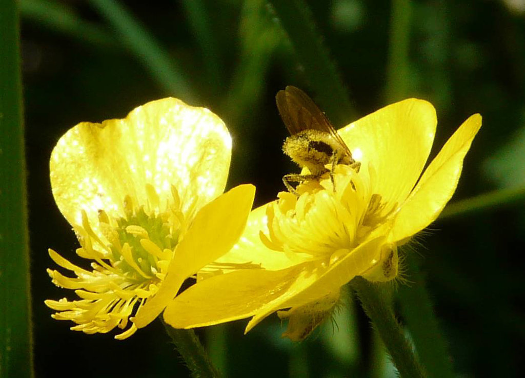 Buttercup Visitor