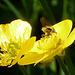 Buttercup Visitor