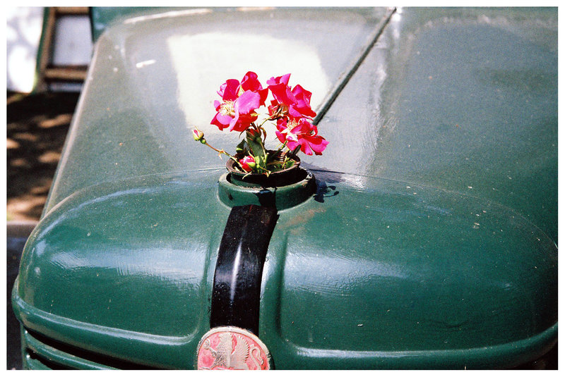Bonnet Flowers 1