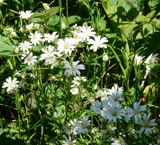 Stitchwort