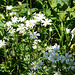 Stitchwort