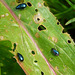 Mint Leaf Beetles