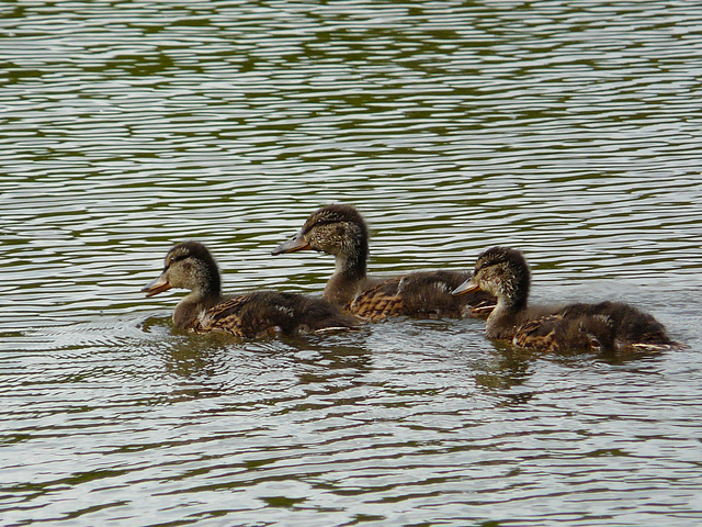 Mallard Chicks
