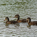 Mallard Chicks