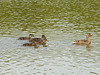 Flying in Formation