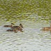 Flying in Formation