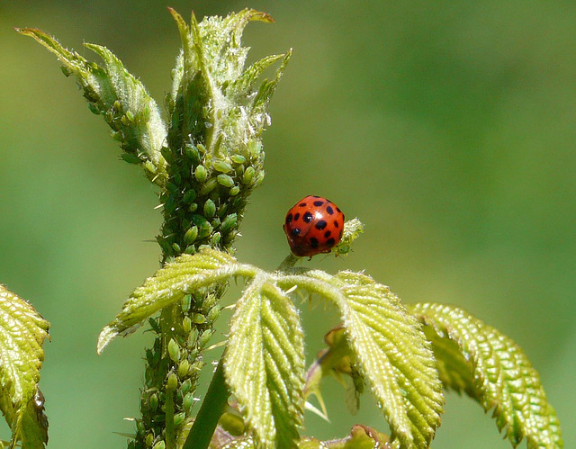 Harlequin Ladybird and Many Lunches