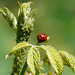 Harlequin Ladybird and Many Lunches