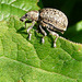 Large Grey Weevil