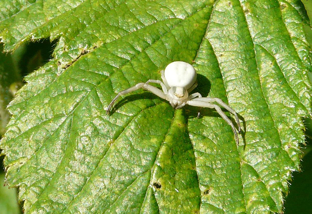 Crab Spider