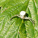 Crab Spider