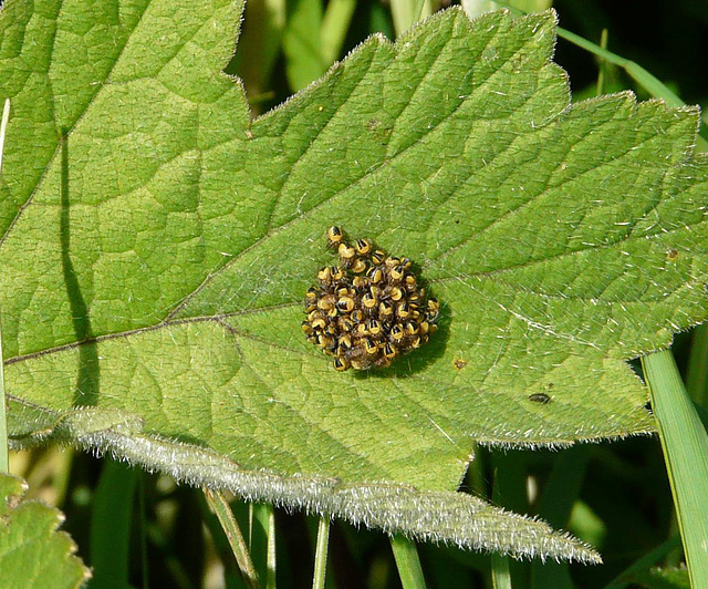 Garden Orb Weaver Babies 1