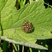 Garden Orb Weaver Babies 1