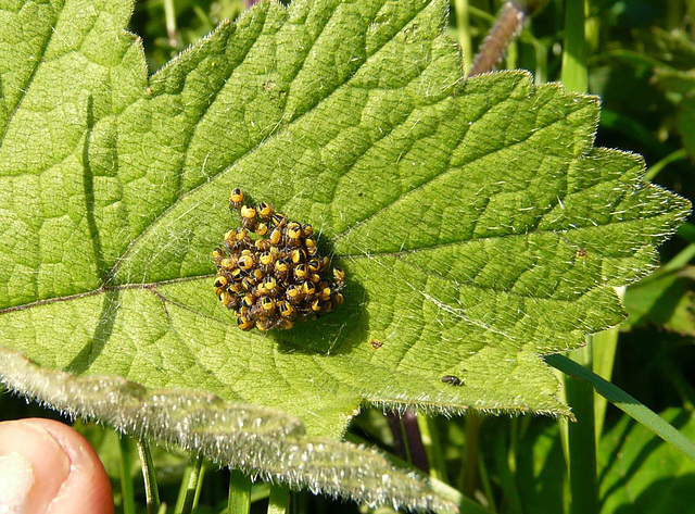 Garden Orb Weaver Babies 2