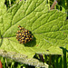 Garden Orb Weaver Babies 2