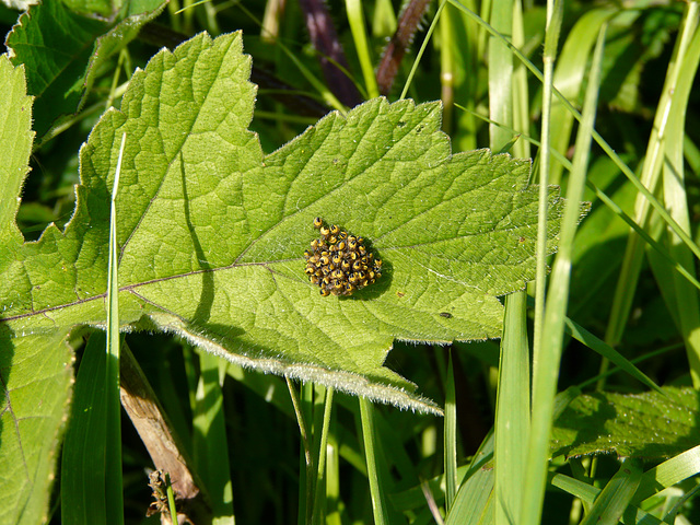 Garden Orb Weaver Babies 3