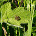 Garden Orb Weaver Babies 3