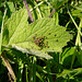 Garden Orb Weaver Babies 4