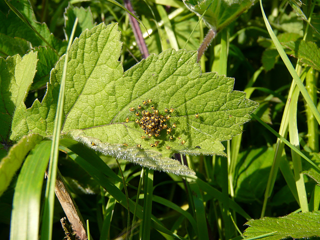 Garden Orb Weaver Babies 6