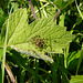 Garden Orb Weaver Babies 6