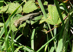 Common Lizard 1