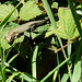 Common Lizard 1