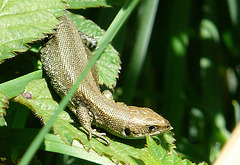 Common Lizard 2