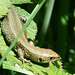 Common Lizard 2