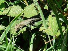 Common Lizard 3